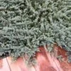Juniperus Horizontalis Blue Chip - Genévrier Rampant -Promos Feullisia Magasin Juniperus horizontalis Blue Chip 0656002 1