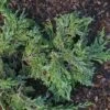 Genévrier Horizontal - Juniperus Horizontalis Jade River 2 Genévrier Horizontal - Juniperus Horizontalis Jade River -Promos Feullisia Magasin Juniperus horizontalis Jade River copyright 1003121 1