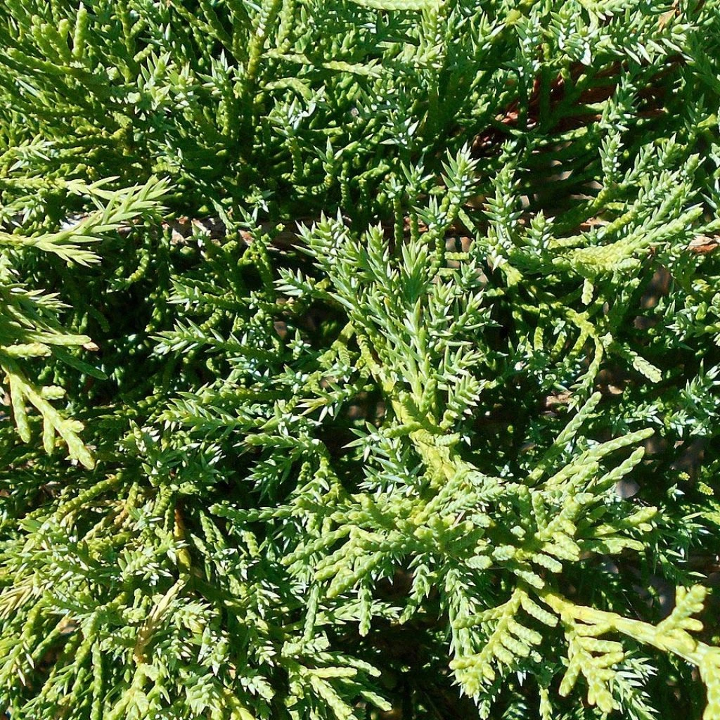 Genévrier De Pfitzer Compact - Juniperus Pfitzeriana Compacta 3 Genévrier De Pfitzer Compact - Juniperus Pfitzeriana Compacta