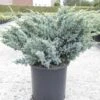 Genévrier écailleux - Juniperus Squamata Meyeri -Promos Feullisia Magasin Juniperus squamata Meyeri 84123 1