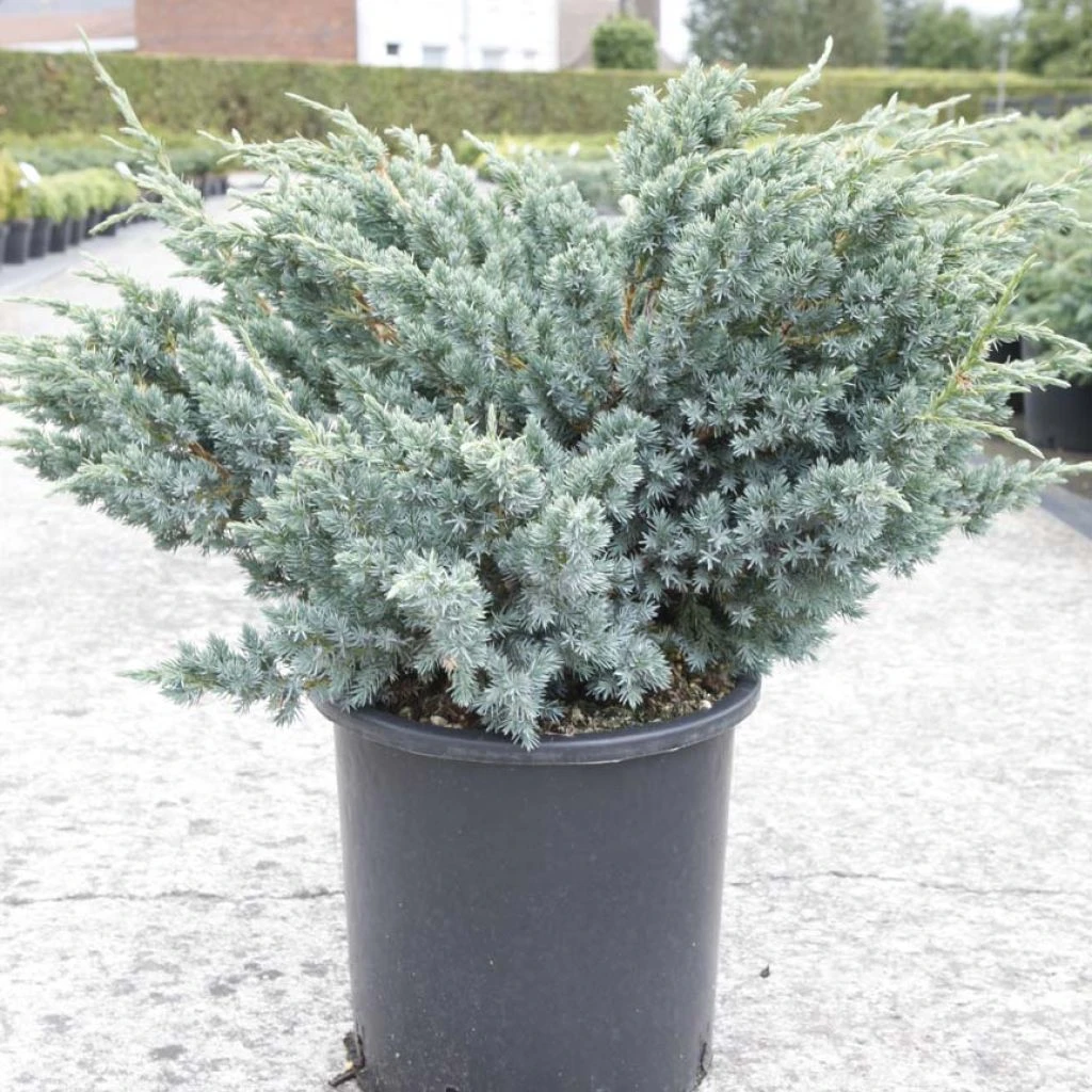 Genévrier écailleux - Juniperus Squamata Meyeri 3 Genévrier écailleux - Juniperus Squamata Meyeri