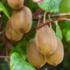 Kiwi Autofertile Boskoop - Actinidia Deliciosa -Promos Feullisia Magasin Kiwi autofertile Boskoop Actinidia deliciosa copyright 1003541 1