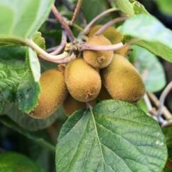 Kiwi Autofertile Solo - Actinidia Chinensis
