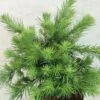Larix Kaempferi Blue Dwarf - Mélèze Du Japon Nain -Promos Feullisia Magasin Larix kaempferi Blue Dwarf 666002 1
