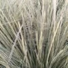 Lomandra White Sands -Promos Feullisia Magasin Lomandra White Sands 85740 1