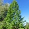 Metasequoia Glyptostroboides -Promos Feullisia Magasin Metasequoia glyptostroboides 84180 1