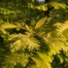 Metasequoia Glyptostroboides Gold Rush -Promos Feullisia Magasin Metasequoia glyptostroboides Gold Rush 84179 1