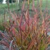 Miscanthus Sinensis Purple Fall® - Eulalie, Roseau De Chine -Promos Feullisia Magasin Miscanthus sinensis Purple Fall 87981 1