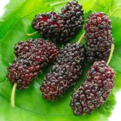 Morus Acidosa Mulle - Mûrier De Corée