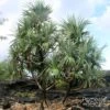 Pandanus Utilis - Vacoa -Promos Feullisia Magasin Pandanus utilis 89918 1