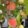 Pêcher Nain Fruit Me Peach Me Red 1 Pêcher Nain Fruit Me Peach Me Red -Promos Feullisia Magasin Pecher nain Fruit me Peach me Red IF 16269 1