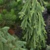 Picea Abies Frohburg - Epicea Pleureur 1 Picea Abies Frohburg - Epicea Pleureur -Promos Feullisia Magasin Picea abies Frohburg 0675002 1