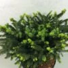 Epicea Commun - Picea Abies Hana Subutus -Promos Feullisia Magasin Picea abies Hana Subutus 676002 1