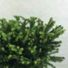 Epicea Commun - Picea Abies Maxwellii -Promos Feullisia Magasin Picea abies Maxwellii 679002 1