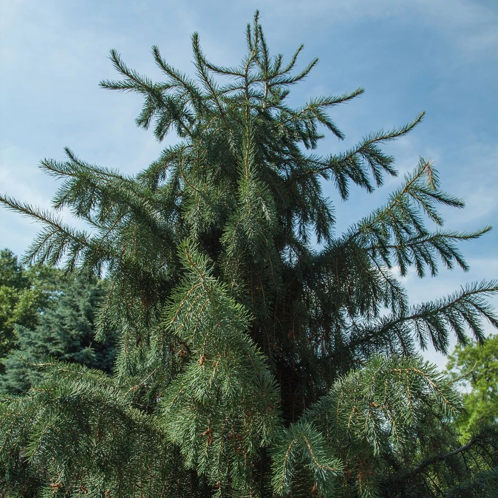 Picea Breweriana - Epicéa De Brewer 3 Picea Breweriana - Epicéa De Brewer