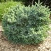 Épinette Blanche - Picea Glauca Cecilia -Promos Feullisia Magasin Picea glauca Cecilia 0683002 1