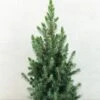 Epinette Blanche - Picea Glauca Conica Blue 2 Epinette Blanche - Picea Glauca Conica Blue -Promos Feullisia Magasin Picea glauca Conica Blue 0684002 1