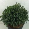 Picea Glauca Echiniformis Echt - Epinette Blanche -Promos Feullisia Magasin Picea glauca Echiniformis Echt 689002 1