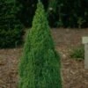 Picea Glauca Laurin - Epinette Blanche 1 Picea Glauca Laurin - Epinette Blanche -Promos Feullisia Magasin Picea glauca Laurin 0690002 1