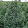 Epinette Blanche - Picea Glauca Sander's Blue -Promos Feullisia Magasin Picea glauca Sander s Blue 0692002 1