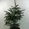 Epinette Noire - Picea Mariana Aurea -Promos Feullisia Magasin Picea mariana Aurea 695002 1