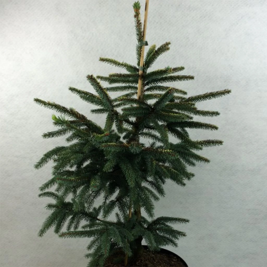 Epinette Noire - Picea Mariana Aurea 3 Epinette Noire - Picea Mariana Aurea