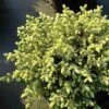 Picea Mariana Nana - Epinette Noire -Promos Feullisia Magasin Picea mariana Nana 0696002 1