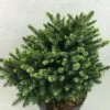 Epicea De Serbie - Picea Omorika Beskid 2 Epicea De Serbie - Picea Omorika Beskid -Promos Feullisia Magasin Picea omorika Beskid 698002 1