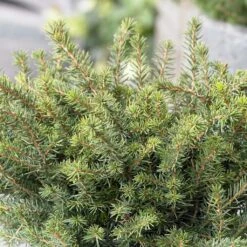 Epicea De Serbie - Picea Omorika Karel