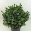 Epicea De Serbie - Picea Omorika Morava 2 Epicea De Serbie - Picea Omorika Morava -Promos Feullisia Magasin Picea omorika Morava 701002 1
