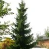 Épicéa De Serbie Nana - Picea Omorika -Promos Feullisia Magasin Picea omorika epicea de Serbie Nana 87086 1 87086 1