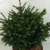 Picea Orientalis Barnes - Sapinette D'Orient -Promos Feullisia Magasin Picea orientalis Barnes 704002 1