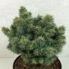 Picea Pungens Brynek - Epicea Bleu 1 Picea Pungens Brynek - Epicea Bleu -Promos Feullisia Magasin Picea pungens Brynek 709002 1