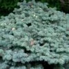 Epicea Bleu - Picea Pungens Glauca Globosa -Promos Feullisia Magasin Picea pungens Glauca Globosa 0710002 1