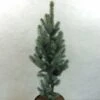 Epicea Bleu - Picea Pungens Iseli Fastigiate 1 Epicea Bleu - Picea Pungens Iseli Fastigiate -Promos Feullisia Magasin Picea pungens Iseli Fastigiate 0711002 1