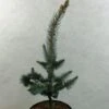 Picea Pungens Iseli Foxtail - Epicea Bleu -Promos Feullisia Magasin Picea pungens Iseli Foxtail 712002 1