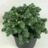 Epicea Bleu - Picea Pungens Kuba -Promos Feullisia Magasin Picea pungens Kuba 714002 1