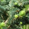 Epicea Bleu - Picea Pungens Sonia 2 Epicea Bleu - Picea Pungens Sonia -Promos Feullisia Magasin Picea pungens Sonia C 715002 1