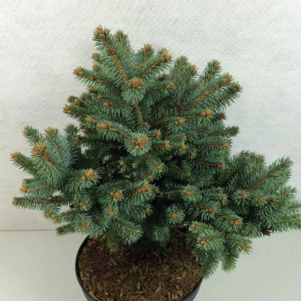Epicea Bleu - Picea Pungens Thuem 3 Epicea Bleu - Picea Pungens Thuem