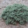Epicea Bleu - Picea Pungens Waldbrunn 1 Epicea Bleu - Picea Pungens Waldbrunn -Promos Feullisia Magasin Picea pungens Waldbrunn 0717002 1