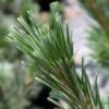 Pin - Pinus Flexilis Vanderwolf's Pyramid -Promos Feullisia Magasin Pin Pinus flexilis Vanderwolf s Pyramid IF 1007822 1