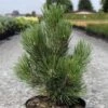 Pin De Bosnie - Pinus Heldreichii Malinkii 2 Pin De Bosnie - Pinus Heldreichii Malinkii -Promos Feullisia Magasin Pin Pinus heldreichii Malinkii IF 1007842 1
