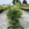 Pin - Pinus Schwerinii Wiethorst -Promos Feullisia Magasin Pin Pinus schwerinii Wiethorst IF 1007942 1