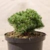 Pin De Montagne - Pinus Mugo Sherwood Compact -Promos Feullisia Magasin Pin de montagne Pinus mugo Sherwood Compact IF 1007912 1