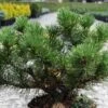 Pin De Montagne - Pinus Mugo Carsten's Wintergold -Promos Feullisia Magasin Pin de montagne pinus mugo Carsten s Wintergold IF 1007872 1