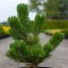 Pin Noir - Pinus Nigra Oregon Green -Promos Feullisia Magasin Pin noir Pinus nigra Oregon Green IF 1001662 1