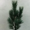 Pin Cembro Nain - Pinus Cembra Compacta Glauca 2 Pin Cembro Nain - Pinus Cembra Compacta Glauca -Promos Feullisia Magasin Pinus cembra Compacta Glauca 721002 1