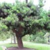 Pinus Insignis (radiata) - Pin De Monterey -Promos Feullisia Magasin Pinus insignis radiata 83435 1