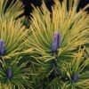 Pinus Mugo Golden Glow - Pin De Montagne -Promos Feullisia Magasin Pinus mugo Golden Glow 726002 1