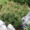 Pinus Mugo Mops - Pin De Montagne 2 Pinus Mugo Mops - Pin De Montagne -Promos Feullisia Magasin Pinus mugo Mops 0730002 1 1